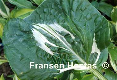 Hosta Flemish Lion