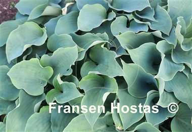 Hosta Flemish Sky