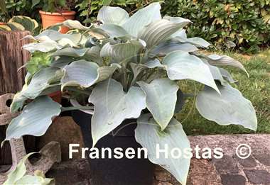 Hosta Flemish Sky