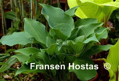 Hosta Flemish Sky