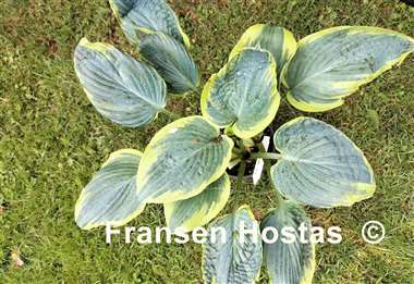 Hosta Flemish Tradition