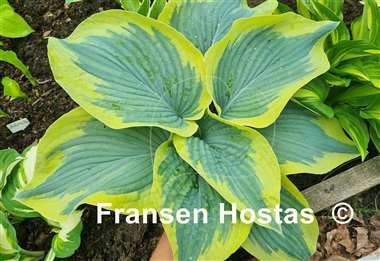 Hosta Flemish Tradition