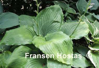 Hosta Flemitzu