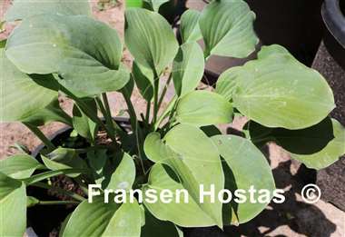 Hosta Floradora