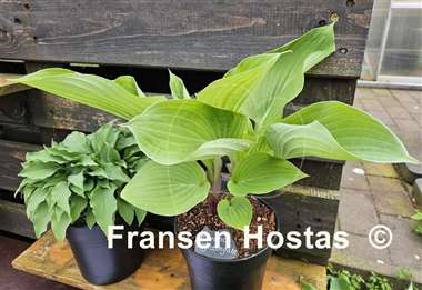 Hosta Florence Nightingale