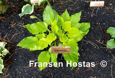 Hosta Fluff and Puff