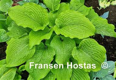 Hosta Fluted Fountain
