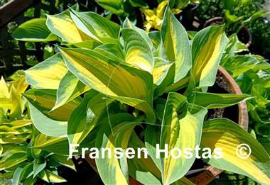 Hosta Forbidden Fruit