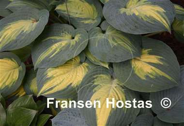 Hosta Forbidden Fruit
