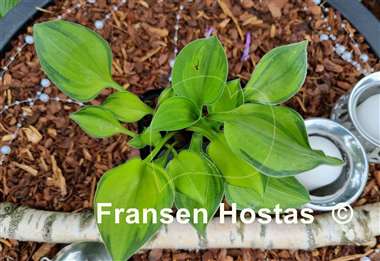 Hosta Forest Shadows