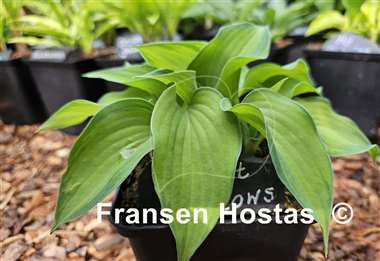 Hosta Forest Shadows