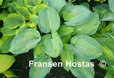 Hosta Forncett Frances