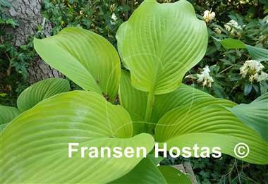 Hosta Fort Knox