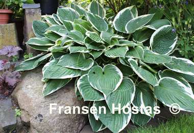 Hosta Fortunei Albomarginata