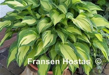 Hosta Fortunei Albopicta