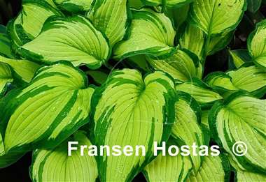 Hosta Fortunei Albopicta