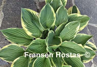 Hosta Fortunei Aureomarginata
