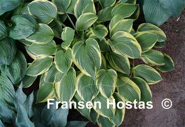 Hosta Fortunei Aureomarginata