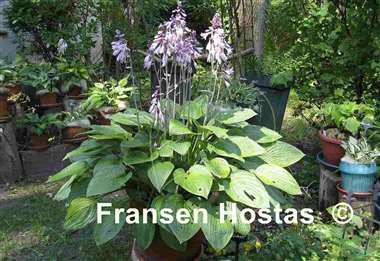 Hosta Fortunei Hyacinthina Variegated
