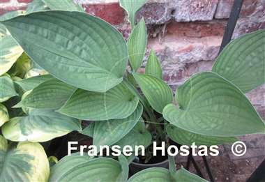 Hosta Fortunei Rugosa