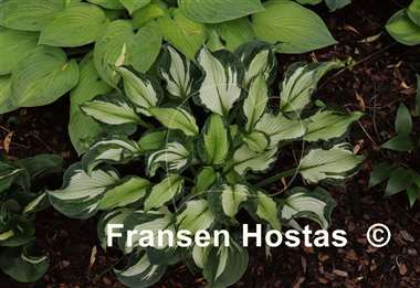 Hosta Foxfire Divine Winds