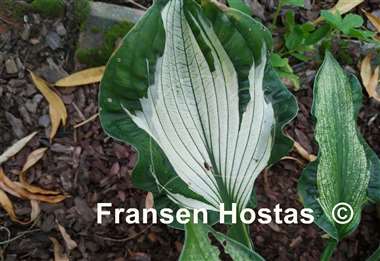 Hosta Foxfire Divine Winds