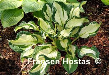 Hosta Foxfire Divine Winds