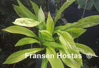 Hosta Foxfire Good Friday