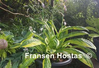 Hosta Foxfire Palm Sunday