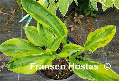 Hosta Foxfire Palm Sunday