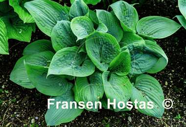 Hosta Fragrant Blue