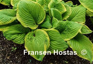 Hosta Fragrant Bouquet