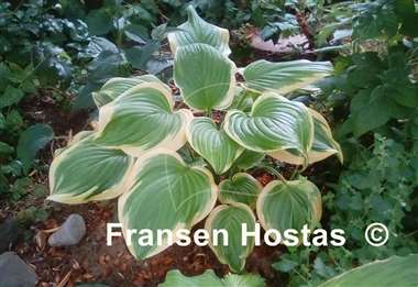 Hosta Fragrant Bouquet