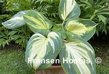 Hosta Fragrant Princess
