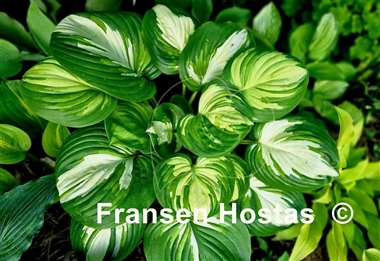 Hosta Fragrant Princess