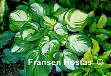 Hosta Fragrant Princess 