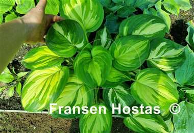 Hosta Fragrant Princess