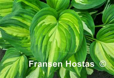 Hosta Fragrant Princess