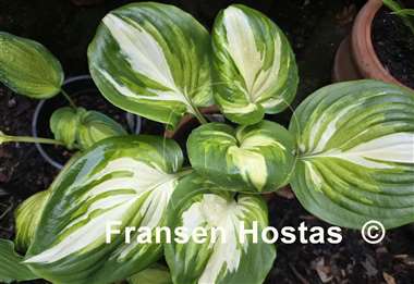 Hosta Fragrant Princess