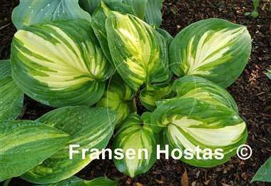 Hosta Fragrant Princess
