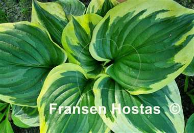Hosta Fragrant Queen
