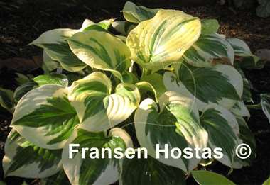 Hosta Fragrant Queen