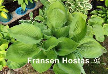 Hosta Fran Godfrey