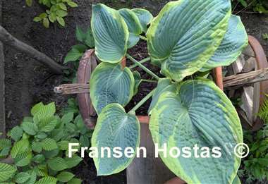 Hosta Frances Williams