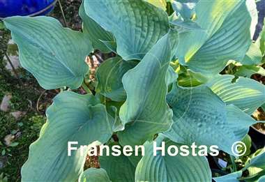 Hosta Frank Lloyd Wright