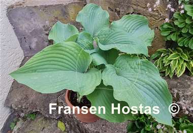 Hosta Frank Lloyd Wright