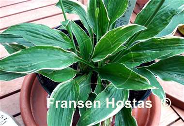 Hosta Freising Variegated