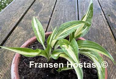 Hosta Fresh Mint