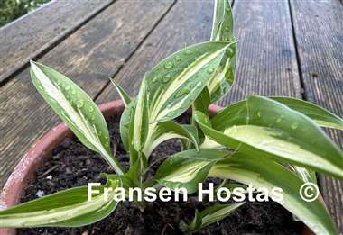 Hosta Fresh Mint