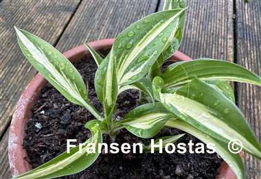 Hosta Fresh Mint